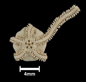 Media type: image;   Invertebrate Zoology OPH-1323 Description: Underside view of single ophiuroid specimen, 4 arms missing, with a scale bar.Top down view of single ophiuroid specimen with a scale bar.;  Aspect: ventral